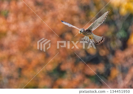 A kestrel hovering against a backdrop of autumn leaves 134451950