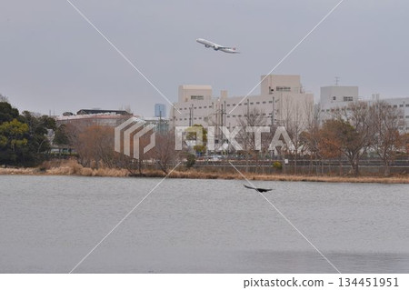 天空中滿是野鳥和從大阪伊丹機場起飛的飛機－伊丹小南池公園的城市綠洲 134451951