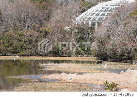 野鳥樂園、伊丹市、小陽池公園、昆蟲館 野鳥樂園、伊丹市、小陽池公園、昆蟲館 134451956