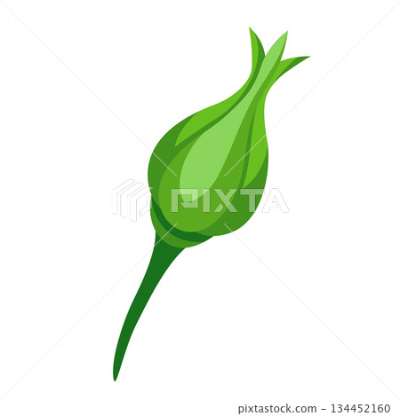 Illustration of rose bud. Beautiful decorative realistic plant. Illustration of rose bud. Beautiful decorative realistic plant. 134452160