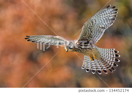 A hovering female kestrel 134452174