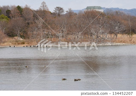 天空中滿是野鳥和從大阪伊丹機場起飛的飛機-伊丹小南池公園的城市綠洲 天空中滿是野鳥和從大阪伊丹機場起飛的飛機-伊丹小南池公園的城市綠洲 134452207