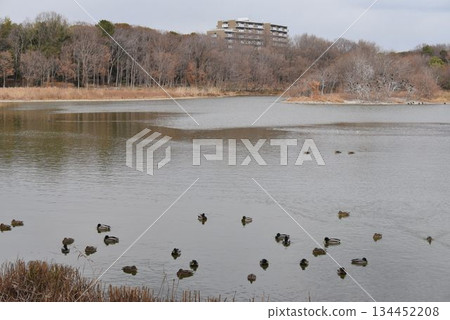 天空中滿是野鳥和從大阪伊丹機場起飛的飛機－伊丹小南池公園的城市綠洲 134452208
