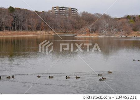 The sky is filled with wild birds and planes taking off from Osaka Itami Airport - an urban oasis at Itami Konanike Park 134452211