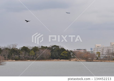The sky is filled with wild birds and planes taking off from Osaka Itami Airport - an urban oasis at Itami Konanike Park 134452213