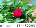 Camellia 134452293