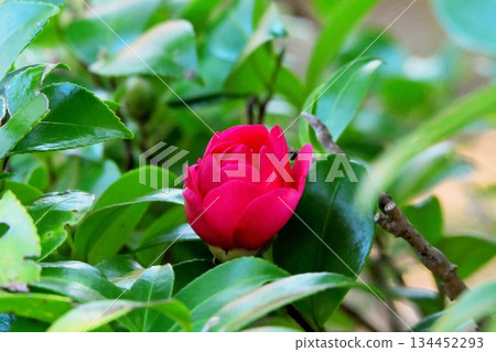 Camellia 134452293