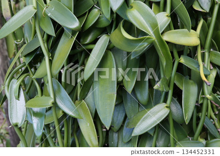 Vanilla plants in La reunion island, indian ocean Vanilla plants in La reunion island, indian ocean 134452331