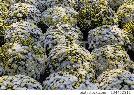Chrysanthemums in a market, Montreal, Quebec, Canada Chrysanthemums in a market, Montreal, Quebec, Canada 134452511