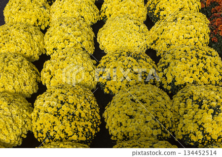 Chrysanthemums in a market, Montreal, Quebec, Canada Chrysanthemums in a market, Montreal, Quebec, Canada 134452514