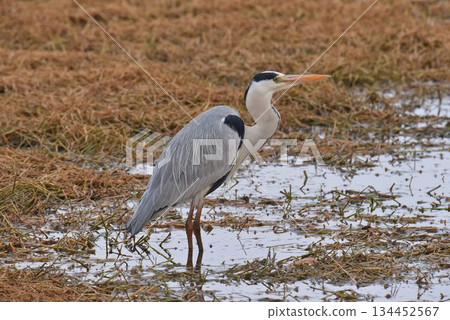 Wild Bird Paradise, Itami City, Koyoike Park, Grey Heron 134452567