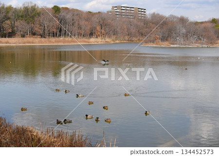 The sky is filled with wild birds and planes taking off from Osaka Itami Airport - an urban oasis at Itami Konanike Park 134452573