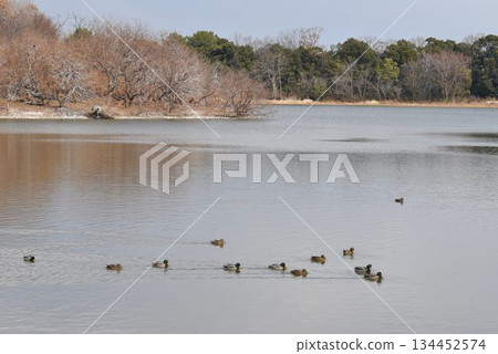 天空中滿是野鳥和從大阪伊丹機場起飛的飛機－伊丹小南池公園的城市綠洲 134452574