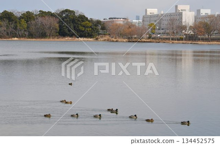 The sky is filled with wild birds and planes taking off from Osaka Itami Airport - an urban oasis at Itami Konanike Park 134452575