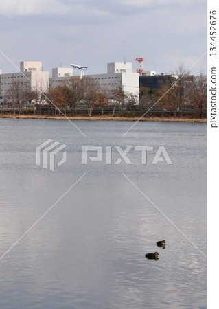 The sky is filled with wild birds and planes taking off from Osaka Itami Airport - an urban oasis at Itami Konanike Park 134452676