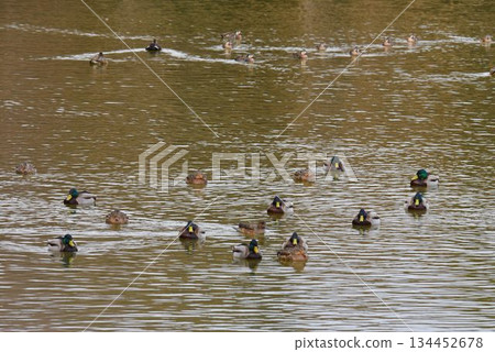 野生鳥類天堂:伊丹市,小池公園 野生鳥類天堂:伊丹市,小池公園 134452678