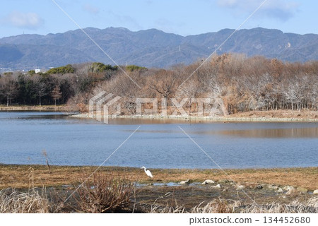 野生鳥類天堂:伊丹市,小池公園 野生鳥類天堂:伊丹市,小池公園 134452680
