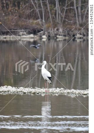 歡迎回來鸛鳥，伊丹市，錦陽池公園，重新飛行 134452681
