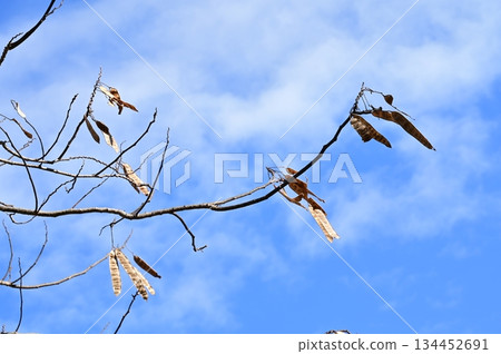 Silk tree (Fabaceae) branches and legumes 134452691