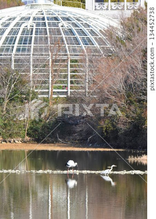 歡迎回來鸛鳥,伊丹市,錦陽池公園,重新飛行 歡迎回來鸛鳥,伊丹市,錦陽池公園,重新飛行 134452738