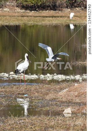 Welcome back Stork, Itami City, Konyoike Park, re-flying 134452740