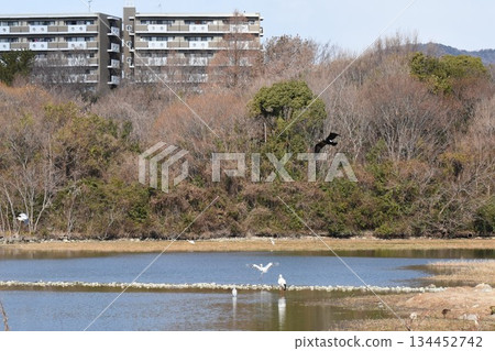 野生鳥類天堂:伊丹市,小池公園 野生鳥類天堂:伊丹市,小池公園 134452742