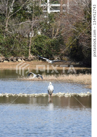 歡迎回來鸛鳥，伊丹市，錦陽池公園，重新飛行 134452743