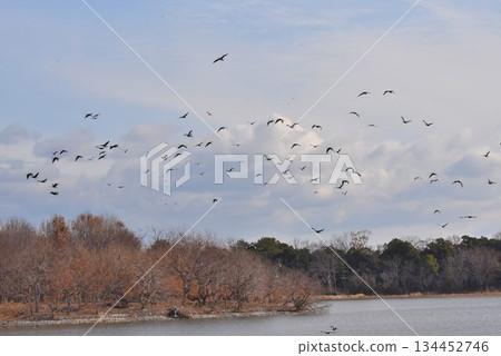 Wild Bird Paradise: Itami City, Koyoike Park 134452746
