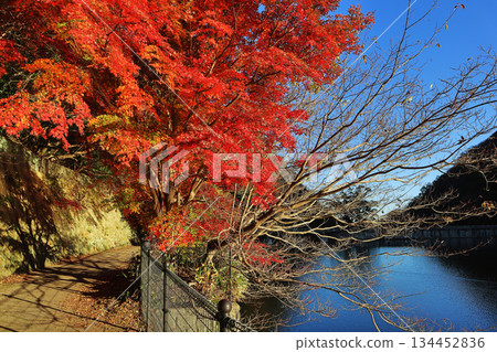 Autumn leaves and Nunobiki Reservoir (Kobe) 134452836