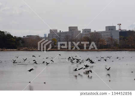 Wild Bird Paradise: Itami City, Koyoike Park 134452856