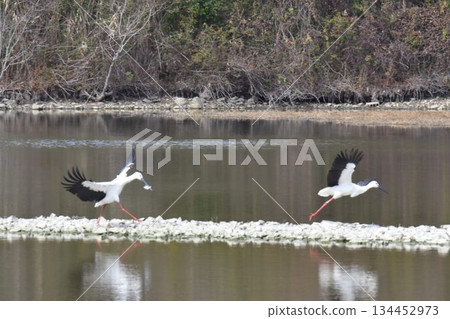 Welcome back Stork, Itami City, Konyoike Park, re-flying 134452973