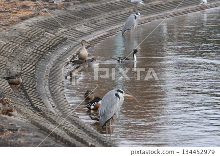 野生鳥類天堂,伊丹市,小池公園,蒼鷺 野生鳥類天堂,伊丹市,小池公園,蒼鷺 134452979