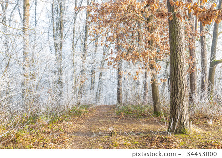 Winter's touch on a serene forest path. Bare trees glisten with frost, creating a tranquil, natural scene. Crisp air and frosted leaves make a peaceful walk. 134453000