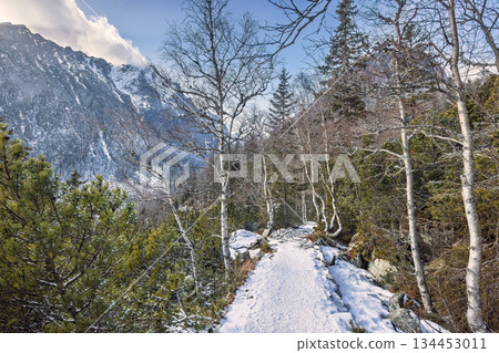 A snow-covered mountain trail leads through a forest of birch and fir trees, with a towering snow-capped mountain backdrop under a clear blue sky. High Tatras National Park, Slovakia, Europe. 134453011