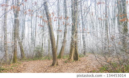A serene, frosty forest path lined with bare trees and scattered leaves, evoking a sense of calm and the quiet beauty of nature during the transition between seasons. 134453014