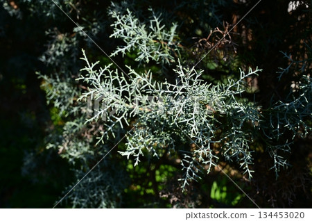 藍冰柏（柏科） 134453020