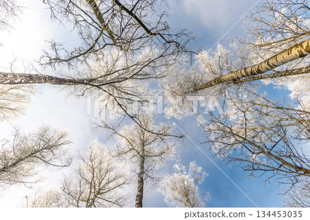 A frosty forest canopy reaches for the winter sky. Crisp, white branches create a stark contrast against the pale blue, offering a serene, natural, and wintery scene. 134453035