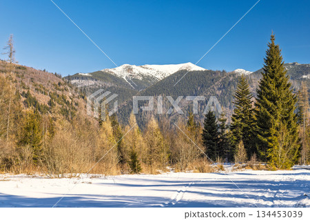 Winter landscape view with snow-covered mountains and evergreen trees under clear sky providing a picturesque scenery on a sunny day. High Tatras National Park, Slovakia, Europe. 134453039