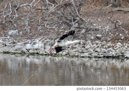 Welcome back Stork, Itami City, Konyoike Park, re-flying 134453063