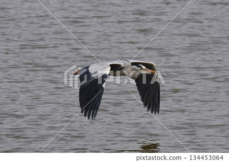 Wild Bird Paradise, Itami City, Koyoike Park, Grey Heron 134453064