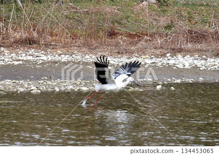 Welcome back Stork, Itami City, Konyoike Park, re-flying 134453065