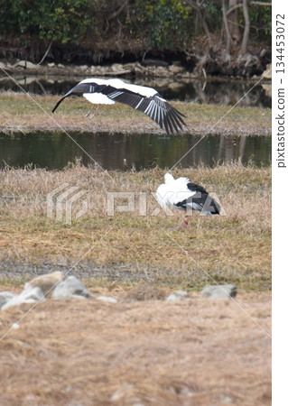 Wild Bird Paradise, Itami City, Koyoike Park, Insectarium 134453072
