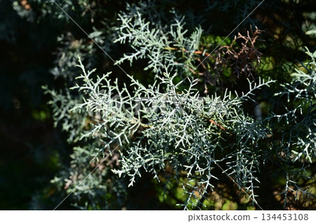 Conifer Blue Ice (Cupressaceae) Conifer Blue Ice (Cupressaceae) 134453108