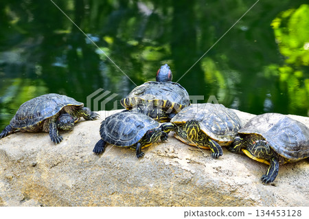 Close-up of Red-eared slider sunbathing on the rocks in the pool. Tortoise in the public park with water. Wild animals and nature scene. Close-up of Red-eared slider sunbathing on the rocks in the pool. Tortoise in the public park with water. Wild animals and nature scene. 134453128