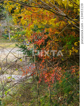 I stop at the faded colors, the lingering feeling of the seasons seen from the train window, Fading Autumn from the Tr I stop at the faded colors, the lingering feeling of the seasons seen from the train window, Fading Autumn from the Tr 134453139