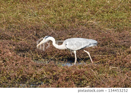 野生鳥類天堂，伊丹市，小池公園，蒼鷺 134453252