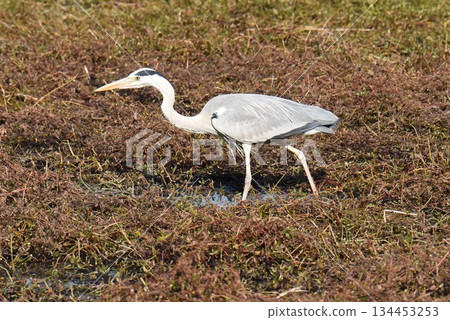 Wild Bird Paradise, Itami City, Koyoike Park, Herons 134453253