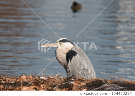 野生鳥類天堂,伊丹市,小池公園,蒼鷺 野生鳥類天堂,伊丹市,小池公園,蒼鷺 134453254