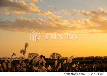 Golden clouds and swaying silver grass fields Golden clouds and swaying silver grass fields 134453303