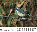 棲息在樹枝上的紅腹藍尾魚 134453387